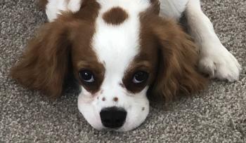 Spencer, Cavalier King Charles