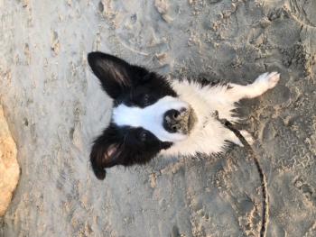 Guapo, Border Collie