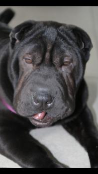 Olive, Shar Pei
