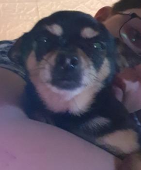 sheila, Chihuahua