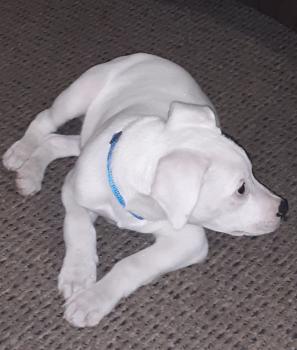 Louie, Dogo Argentino