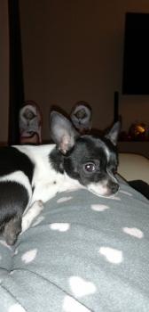 PIXEL, Chihuahua langhaariger Schlag