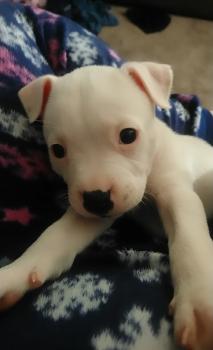Poppy, Staffordshire Bull Terrier