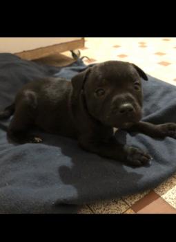 Pynox, Staffordshire Bull Terrier