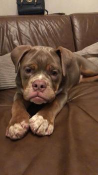 Indie, Bulldog