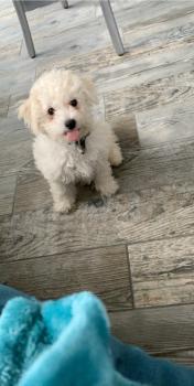 Sparrow, Bichon