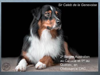 Sir Caleb, Berger Australien