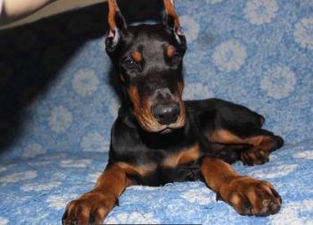 Drako, Dobermann