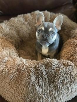 Winston, Bouledogue francese
