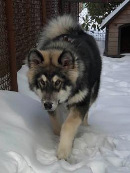 Appa, Alaskan Malamute