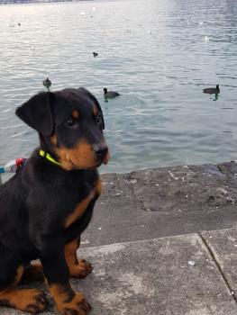 Patch, Beauceron