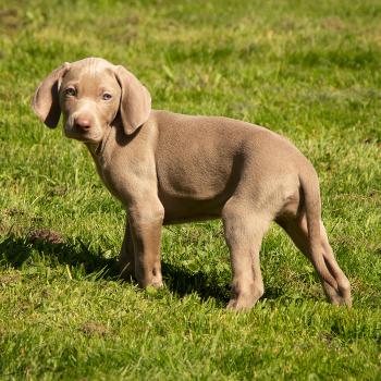 Moka, Braco De Weimar (De Pelo Corto - Suave)