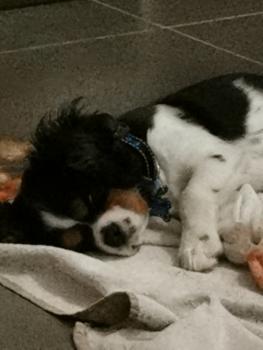 Louky, Cavalier King Charles Spaniel