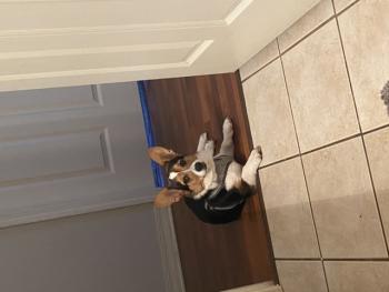 Georgie, Corgi Galés De Pembroke