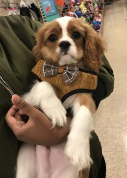 Pluto, Cavalier King Charles Spaniel