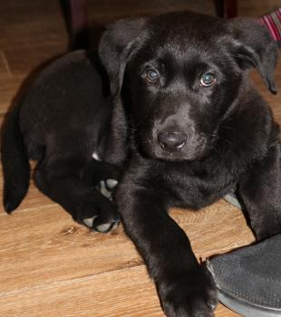 Phoenix, Labrador Retriever