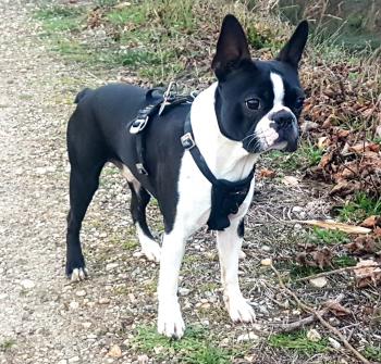 Panda, Boston Terrier