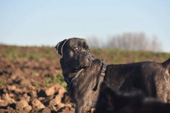 Ozzy, Cane Corso