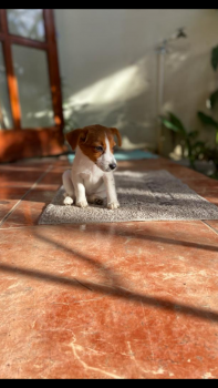 Fia, Parson Jack Russell Terrier (De Pelaje Corto - Suave)