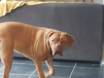 Naya, Dogo De Burdeos
