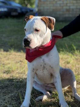 Amber, American Staffordshire Terrier