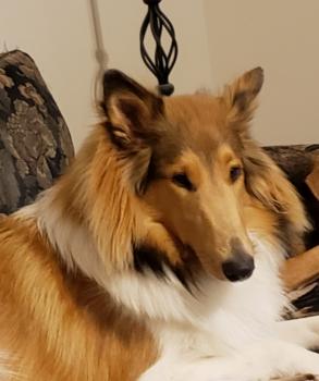 Holly, Collie