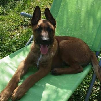 Thor, Cane da pastore belga