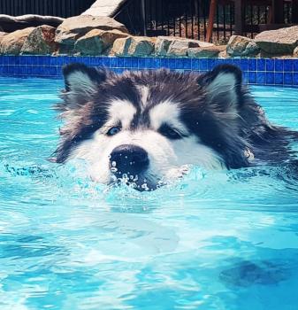 Winter, Alaskan Malamute