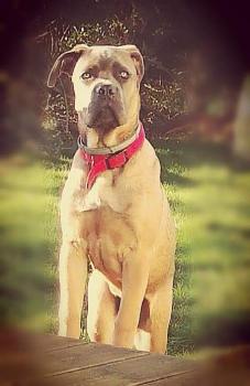 Paga, Cane Corso