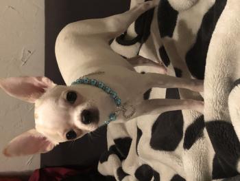 Luna, Chihuahua