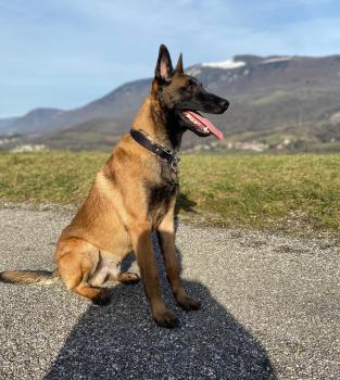Panzer, Pastor Belga Malinois