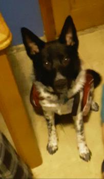 Shadow, Border Collie