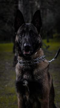 Kratos, Malinois Shepherd Dog