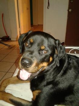 Dexter, Rottweiler