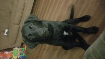 Maximus (Max), Labrador Retriever