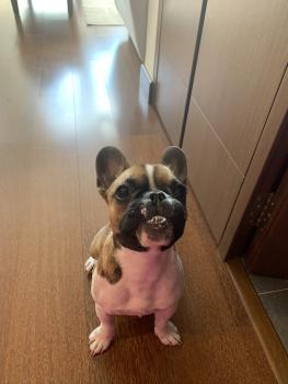 Turrón, Bouledogue francese