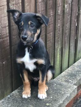 Bud, Border Collie