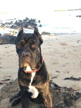 Shadow, Cane Corso