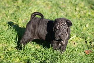 Paillette, Shar Pei