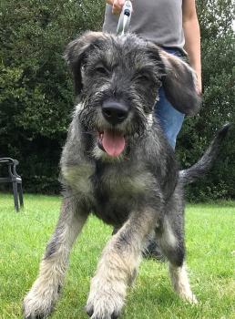 Ziggy, Schnauzer gigante
