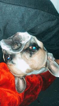 Budha, Bulldog Francés