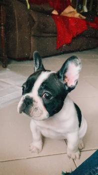 Fendi, Bulldog Francés
