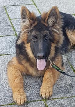 Patsch, Perro Pastor Alemán