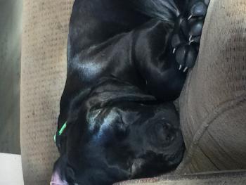 Izzie, Cane Corso