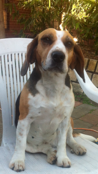 Rosie, Beagle