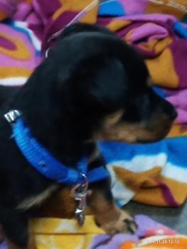 Teffy, Rottweiler