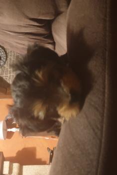 Piston, Yorkshire Terrier
