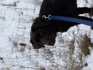 Bear, Labrador Retriever