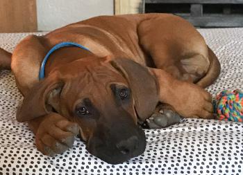 Zeus, Rhodesian Ridgeback