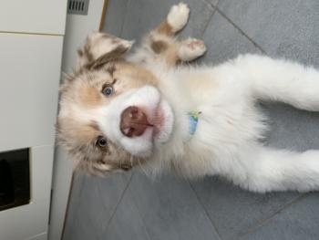 Sheriff, Berger Australien